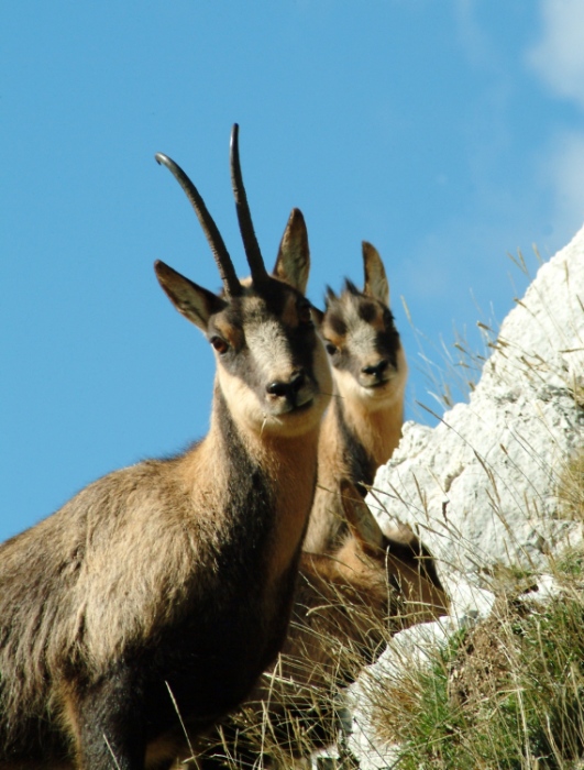 Camoscio d''Abruzzo Rupicapra pyrenaica ornata